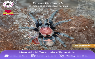 Davus pentaloris sling tarantula